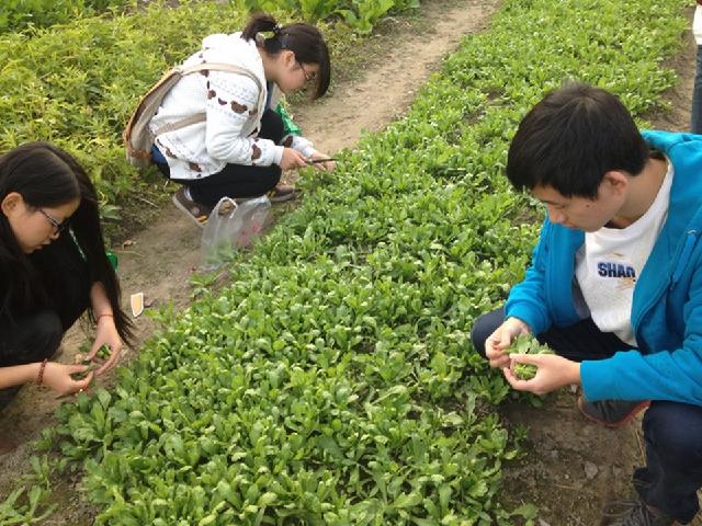 收菜啦