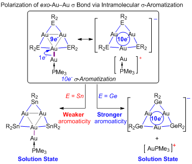 图二 本工作展示的由金簇芳构化构筑导致的σ环外金-金键极化（图片来自Angew Chem）